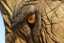 640px-elephas_maximus_eye_closeup